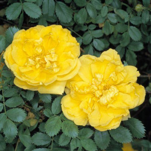 ROSIER buisson Foetida...