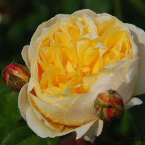 ROSIER buisson Graham thomas