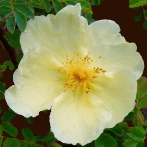 ROSIER buisson Hugonis