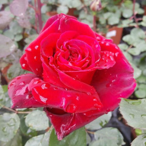 ROSIER buisson Ingrid bergmann