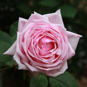 ROSIER buisson La france