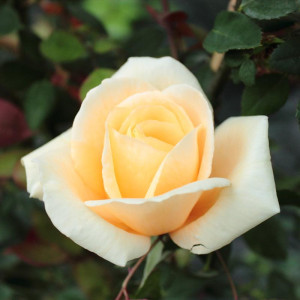 ROSIER buisson Lady hillington