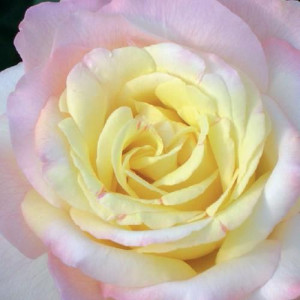 ROSIER buisson Mme a. meilland