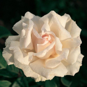 ROSIER buisson Poker