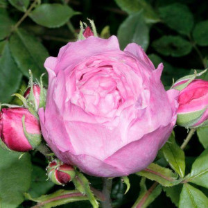 ROSIER buisson Reine victoria
