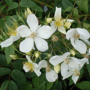ROSIER grimpant La mortolla