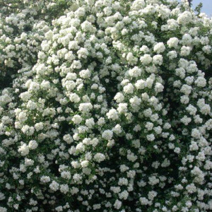 ROSIER grimpant Purezza