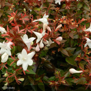 ABELIA x grandiflora Prostrata