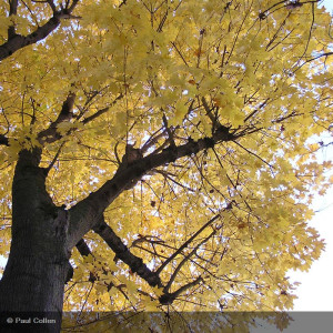 ACER platanoides