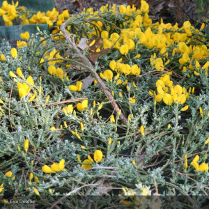 GENISTA lydia