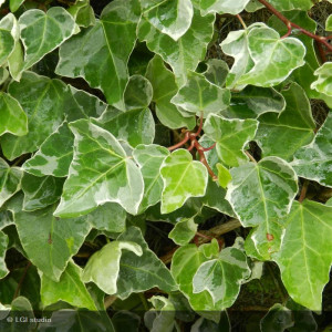 HEDERA helix Glacier