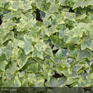 HEDERA helix Gold child