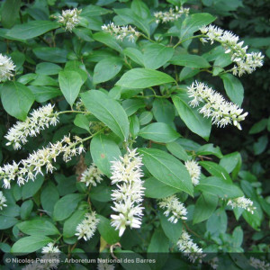 ITEA virginica Henry's garnet