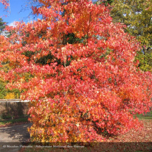 LIQUIDAMBAR styraciflua