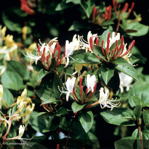 LONICERA japonica Chinensis