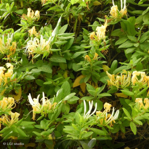 LONICERA japonica Halls...