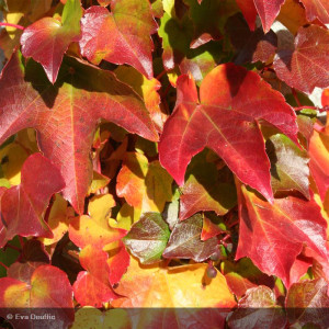 PARTHENOCISSUS tricuspidata...