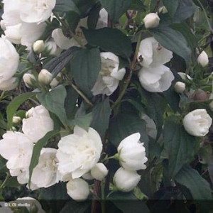 PHILADELPHUS virginalis...