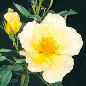 ROSIER buisson Golden wings