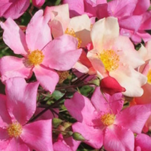 ROSIER chinensis Mutabilis