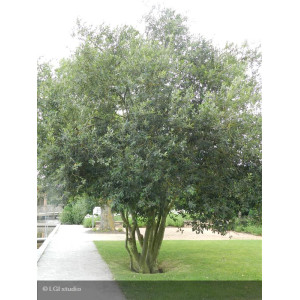 SALIX caprea