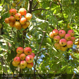 SORBUS domestica