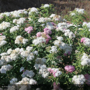 SPIRAEA japonica Little...