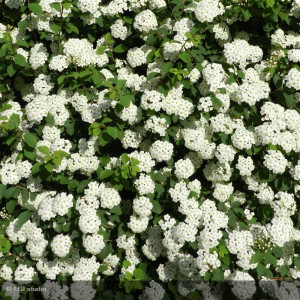 SPIRAEA x vanhouttei