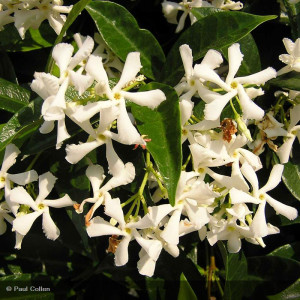 TRACHELOSPERMUM jasminoides