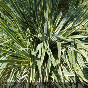 YUCCA filamentosa Bright edge
