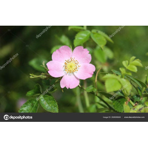 ROSIER buisson rubiginosa