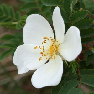 ROSIER buisson pimpinellifolia