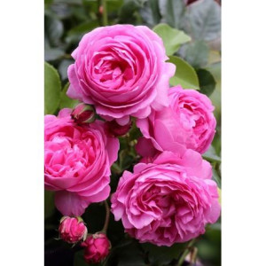 ROSIER buisson LOUISE ODIER 