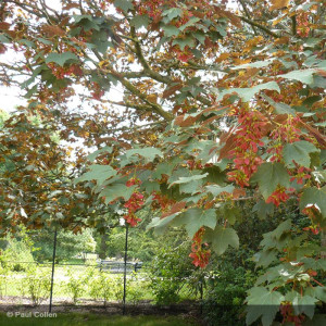 ACER pseudoplatanus...