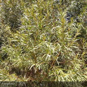 EUCALYPTUS parvifolia