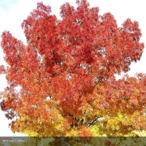 FRAXINUS angustifolia