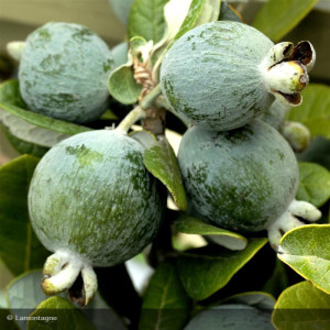 FEIJOA Apollo