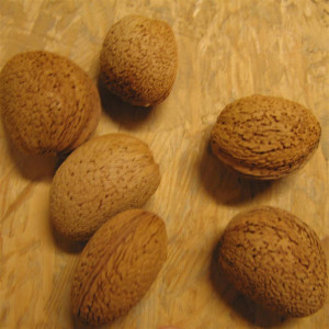 AMANDIER Doré