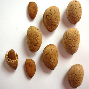 AMANDIER Fourcouronne