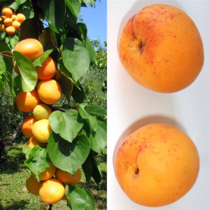 ABRICOTIER Précoce de Boulbon