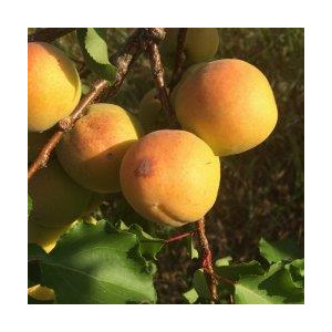 ABRICOTIER Muscat de...