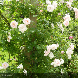 ROSIER grimpant New dawn