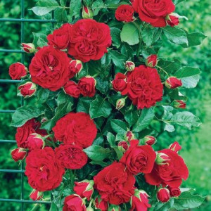 ROSIER grimpant CUMBERLAND