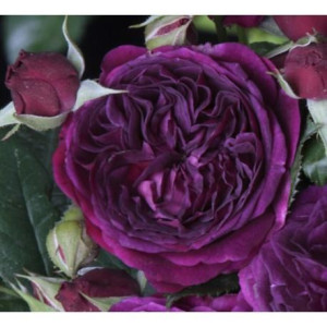 ROSIER buisson PURPLE LODGE ®