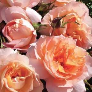ROSIER buisson TENERE