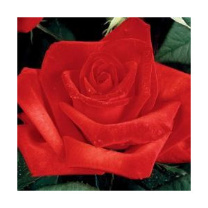 ROSIER buisson HECTOR BERLIOZ