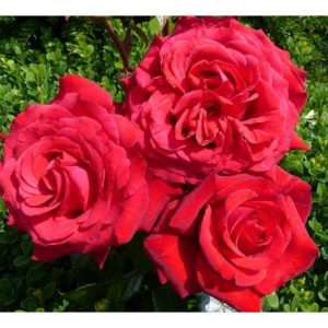 ROSIER buisson JEAN SABLON