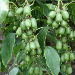 KIWI arguta Kiwai 'aissai'