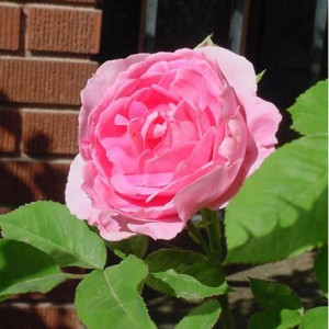 ROSIER buisson Comte de...