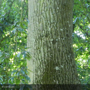 QUERCUS cerris